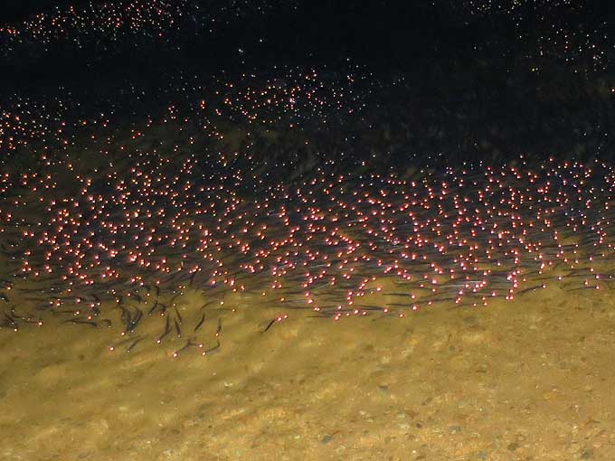 シーバスの釣り方・ベイトの有無