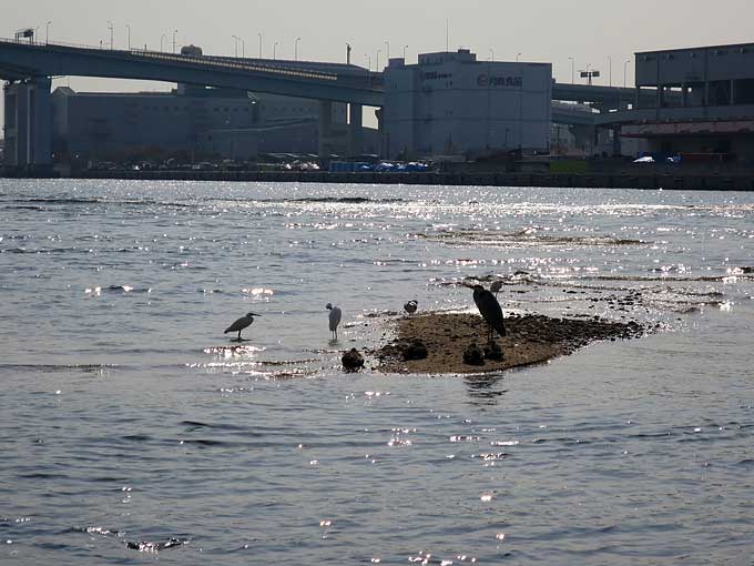 シーバスの釣り方・地形の変化とボトムを探る