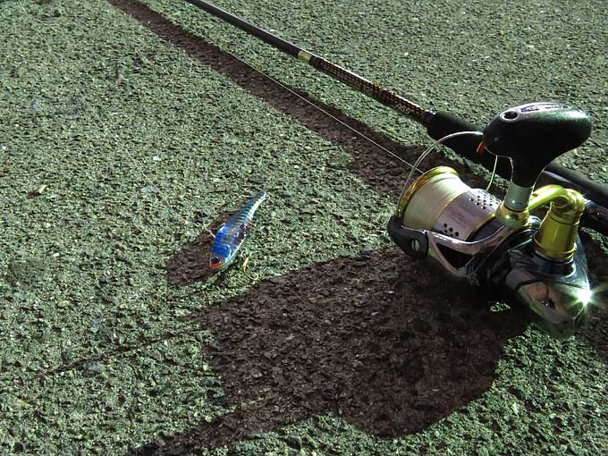 シーバスの釣り方・マナーについて