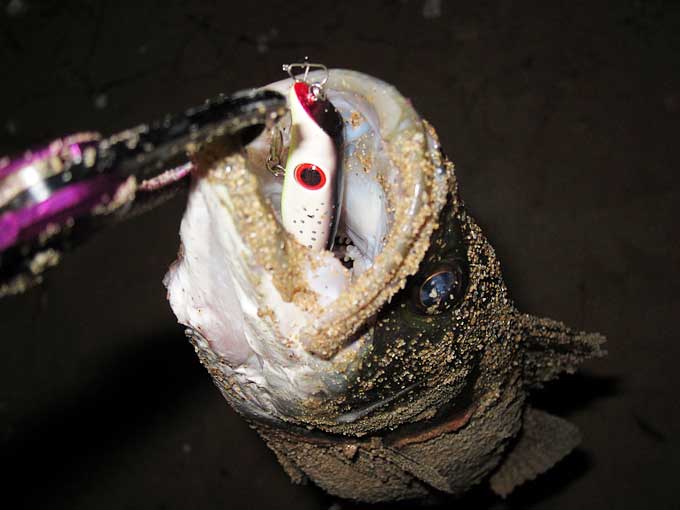 シーバスの釣り方・まとめ