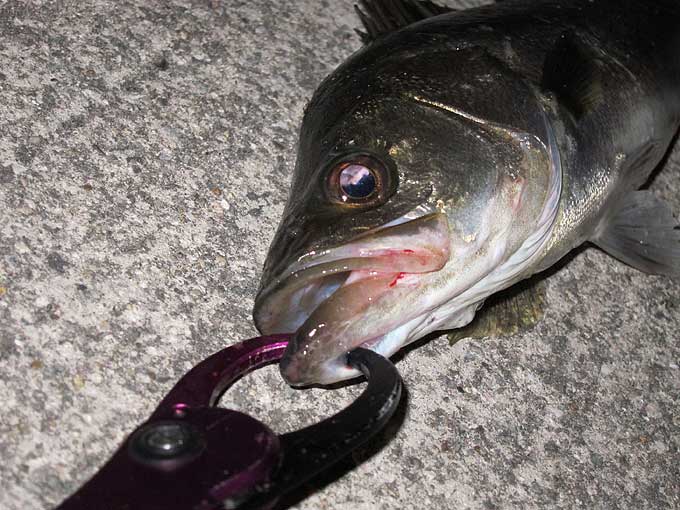 シーバス「リアクションの釣り」【前編】