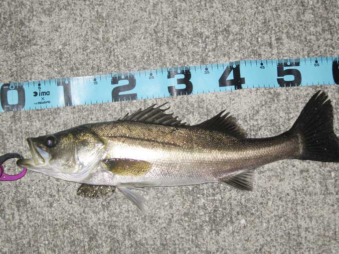 シーバス「リアクションの釣り」【後編】