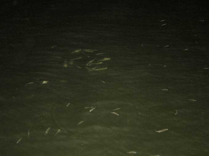 ポイントの「気配」と「ランガン」について」の詳細記事