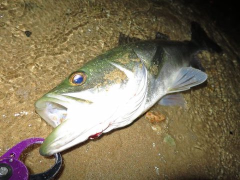 サヨリパターンで良型シーバス!パラガス最高!!