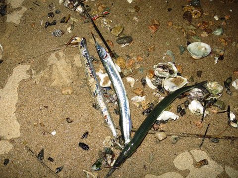 サヨリパターンでシーバスを釣る為の再確認