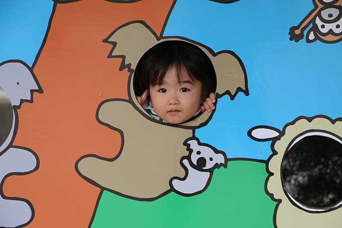 コアラでパシャリ