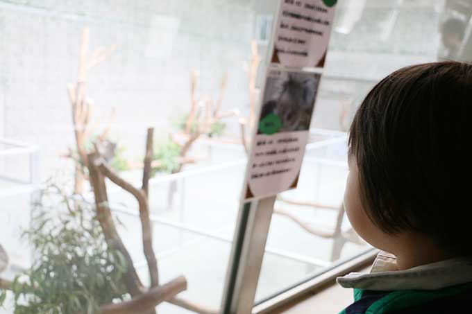 コアラと御対面