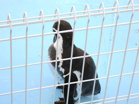 アクセス減少はペンギンの影響?パンギンで確認!
