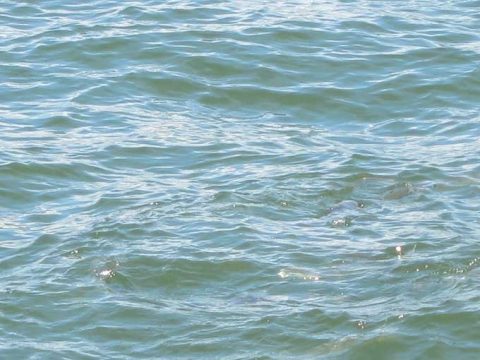 ボラの群れからシーバスを釣る方法!!