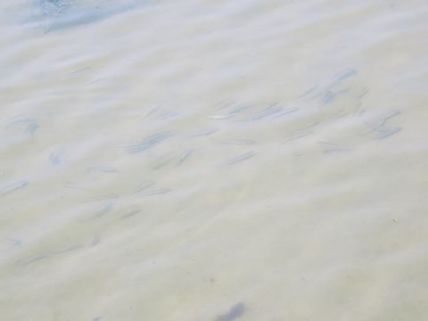 釣り人口が減っているんですね