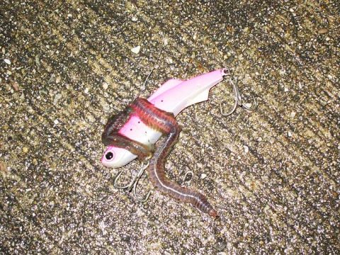 バチパターンとバチ抜けシーズンについて