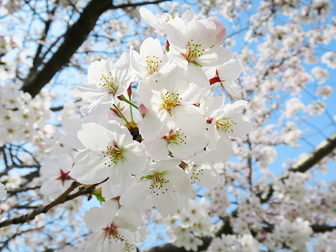 2015年 西宮の桜