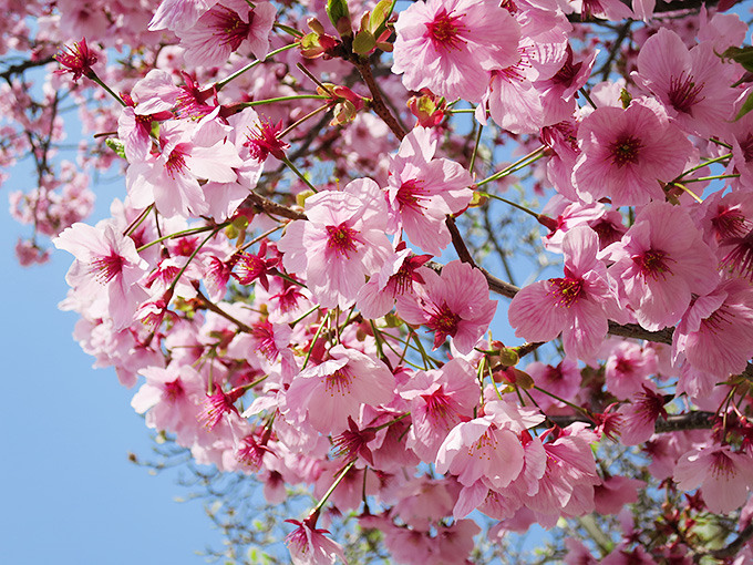 2015年 西宮の桜