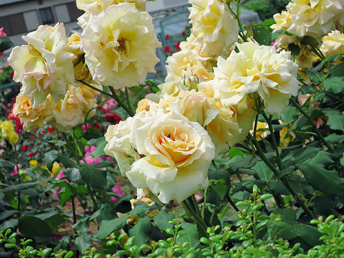 尼崎の交通公園・分区園