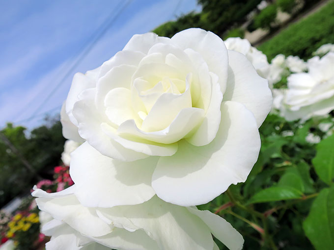 尼崎の交通公園・分区園