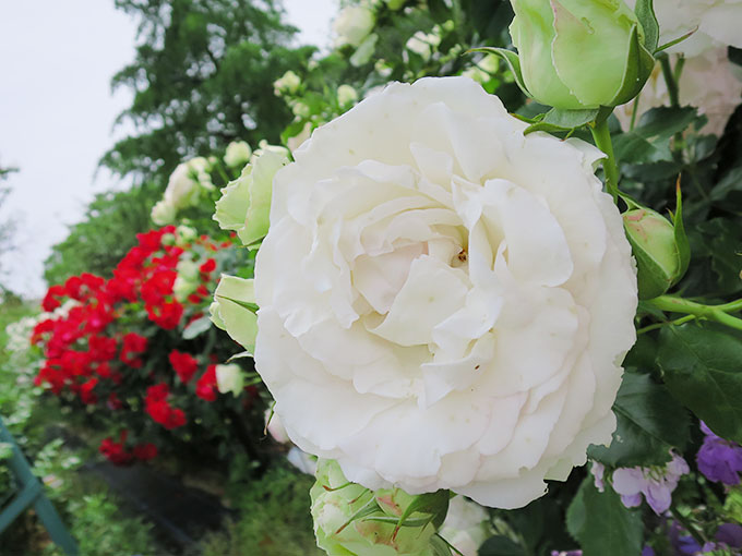 尼崎の交通公園・分区園