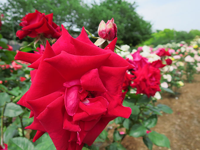 尼崎の交通公園・分区園の薔薇