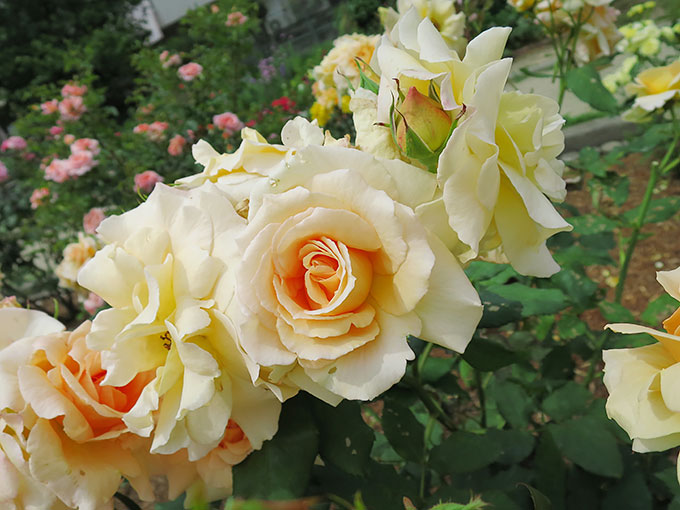尼崎の交通公園・分区園の薔薇