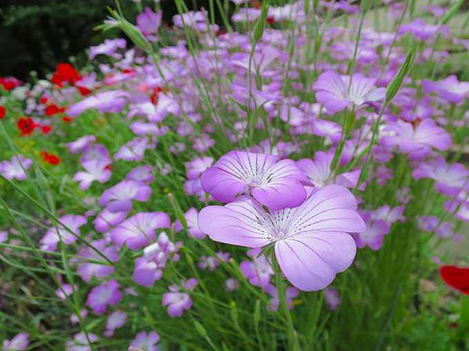 尼崎の交通公園・分区園