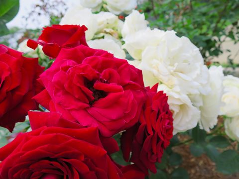 尼崎の交通公園・分区園の薔薇