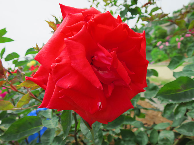 尼崎の交通公園・分区園の薔薇