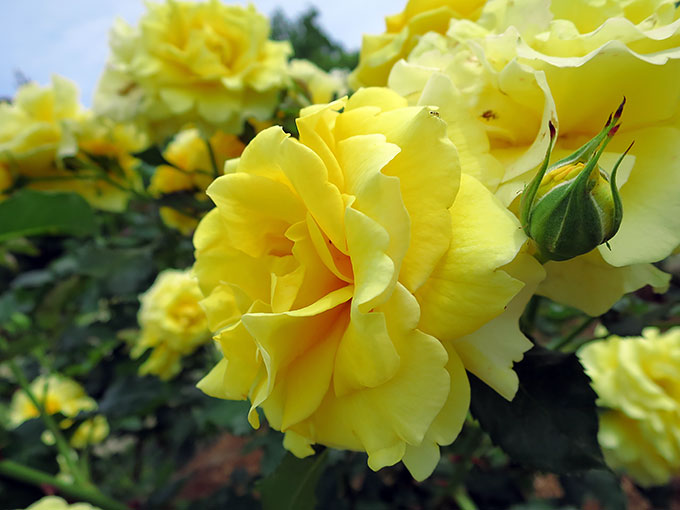 尼崎の交通公園・分区園の薔薇