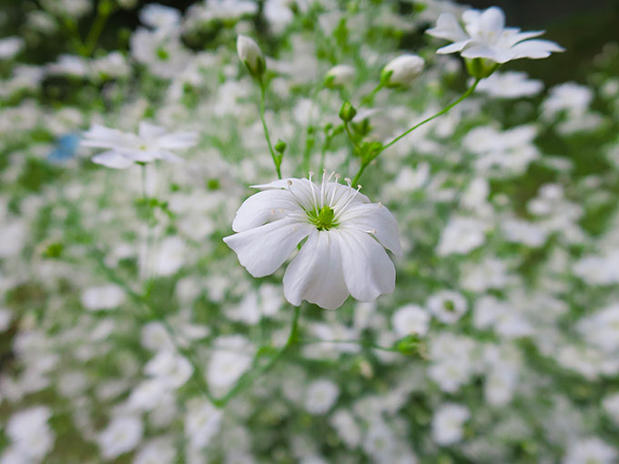 尼崎の交通公園・分区園