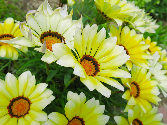 尼崎の交通公園・分区園