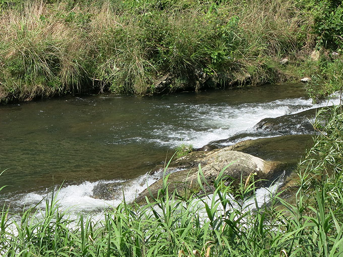 夏シーバス・河川上流域
