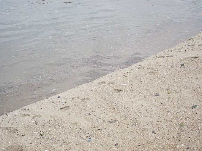 夏シーバス・サーフ