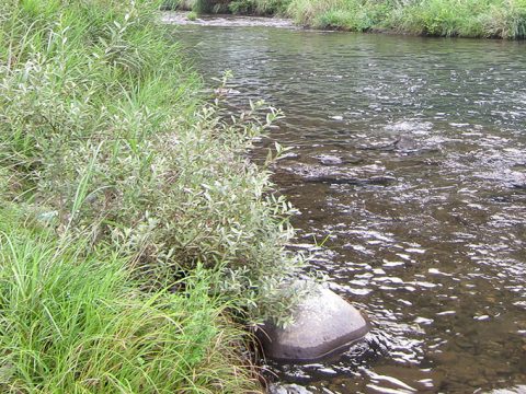 シーバスを釣りやすいポイントについて・スレの度合い編