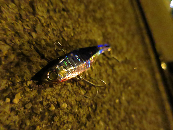 ベイトとショートバイトと時々コウモリ!!