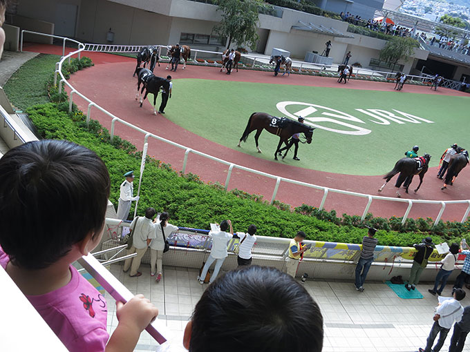 阪神競馬場のパドック観戦