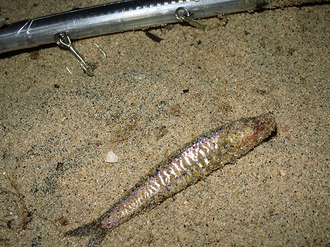 ベイトはカタクチ