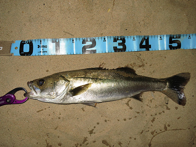 55センチのシーバス