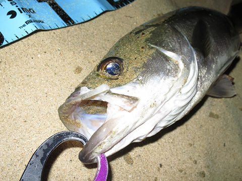 今年の初シーバス