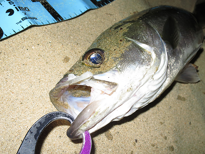 今年の初シーバス