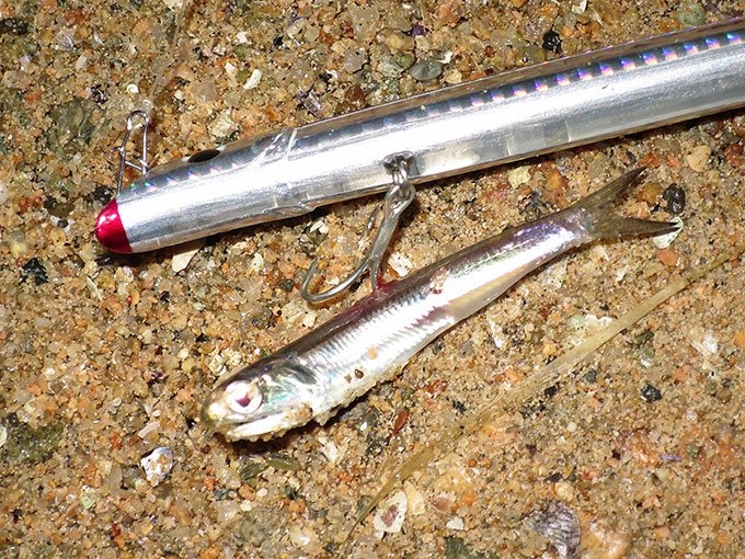 カタクチも混在