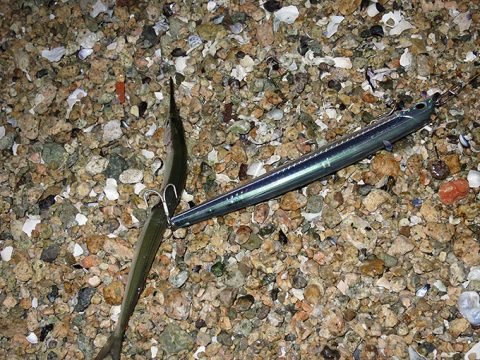 のんびり釣行日記・後編