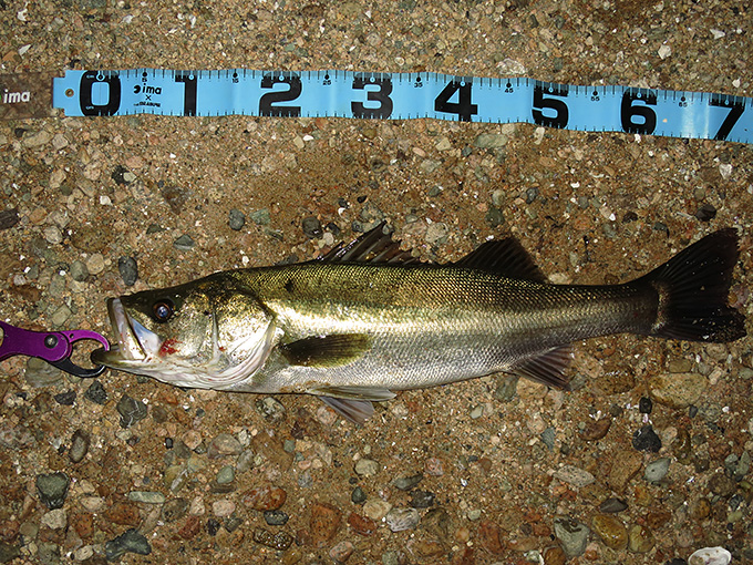 シーバス70cmちょい