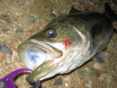 短時間釣行のパラガスにて良型シーバスが釣れました!!