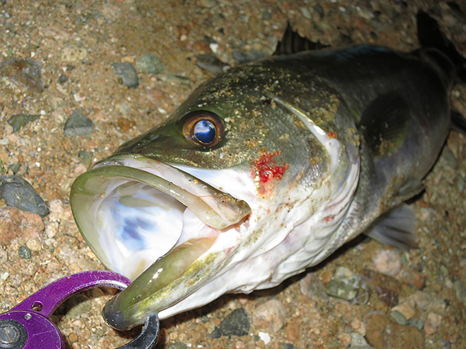 パラガスで釣れたシーバス