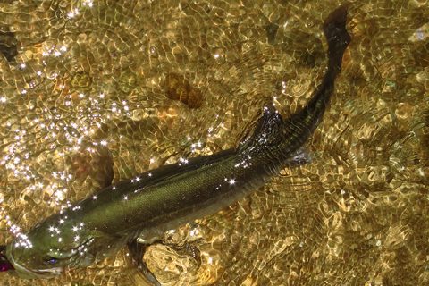 ボラとシーバスの見分け方