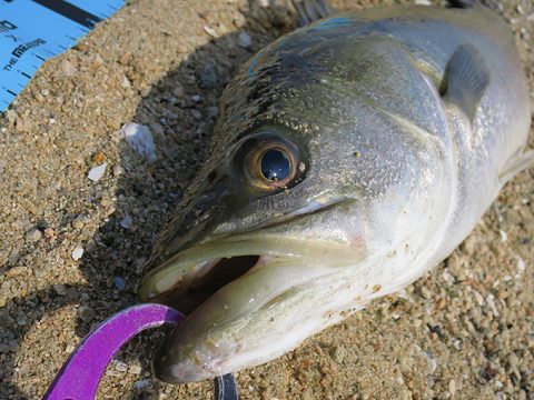 見守りながらシーバス追加!