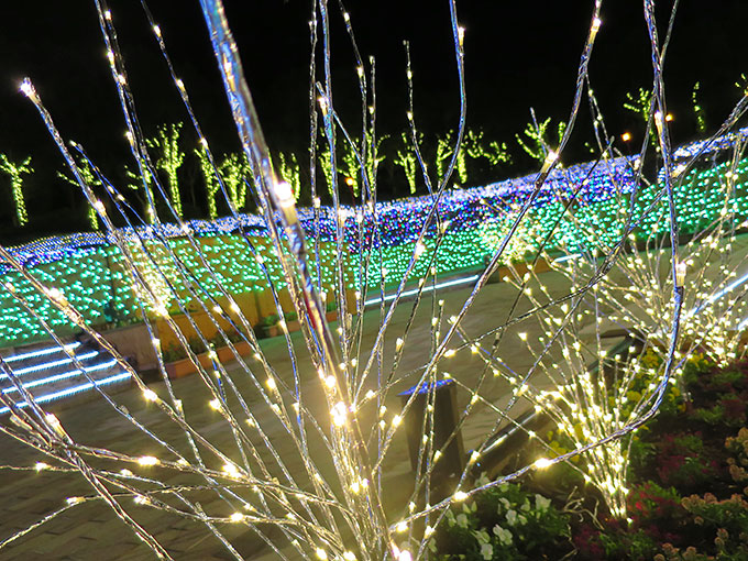 綺麗に光る木々