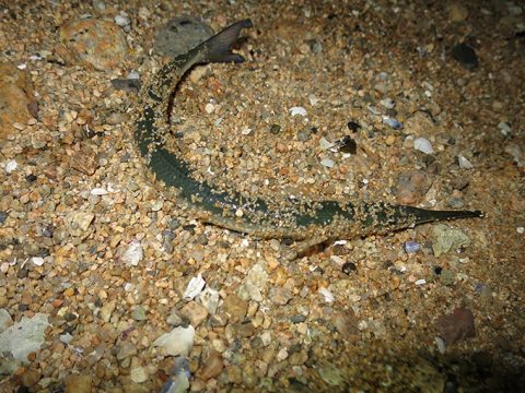 秋から冬のシーバス釣りを楽しむ為のポイント選び