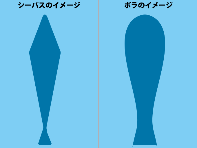 ボラとシーバスの見分け方