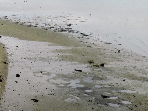 上げ潮と下げ潮で釣る位置を変える