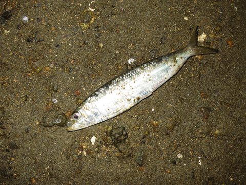 シーバスのベイト別レンジ図表!!