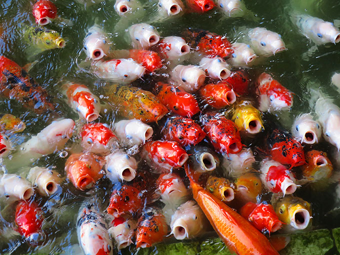 レオマの森の鯉